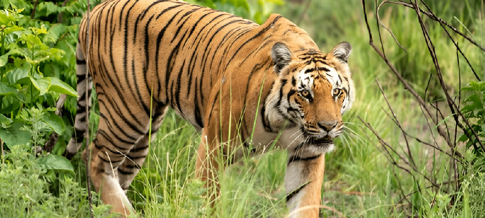 About Jim Corbett National Park - Jim Corbett Safari | Jim Corbett National Park